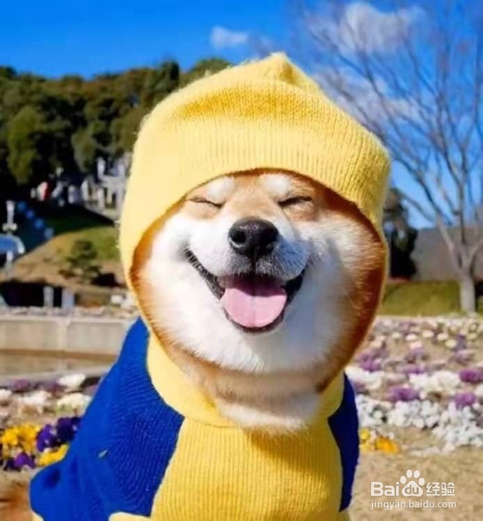 饲养狗狗的正确方法