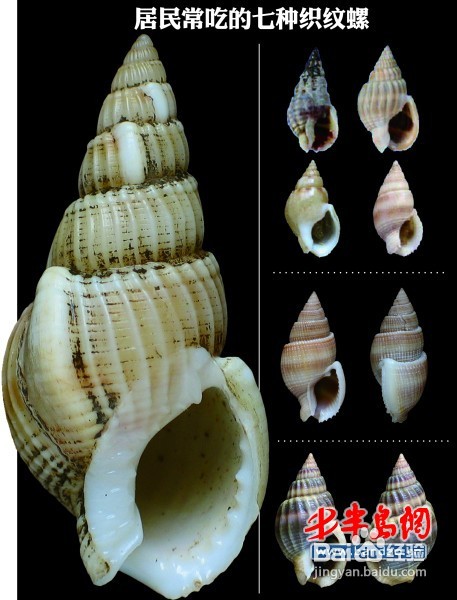 怎样识别致命织纹螺