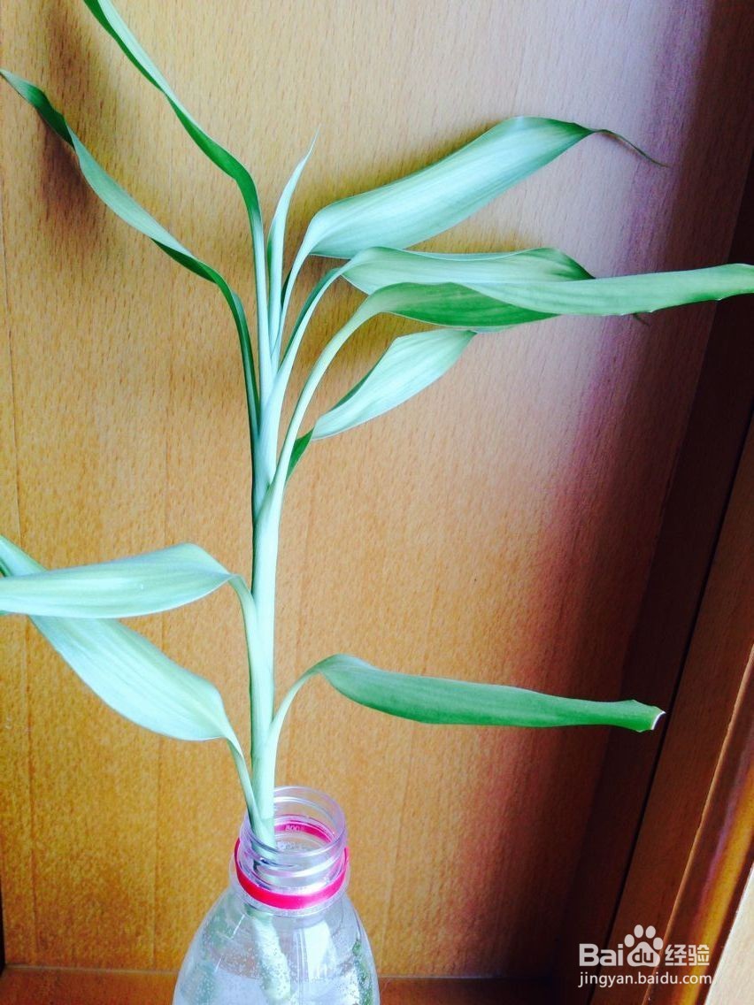 怎样培育小花苗?