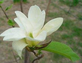 怎么区分白玉兰和白兰花