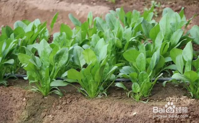 现在菜园适合种什么菜