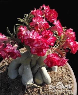 沙漠玫瑰几月份剪枝及剪枝后怎样养护？