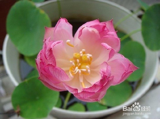 夏季碗莲的分盆方法