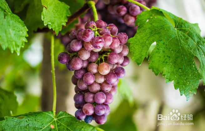 小月子可以吃水果吗？