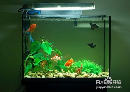 ​水族箱的置景材料和配景材料各有哪些