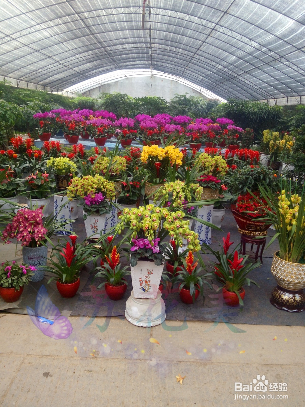 万达花卉市场，赏花卉
