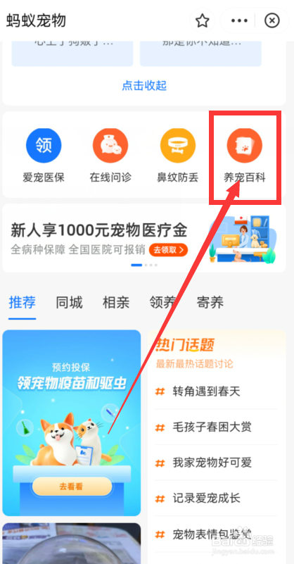 樱桃狗狗可以吃吗