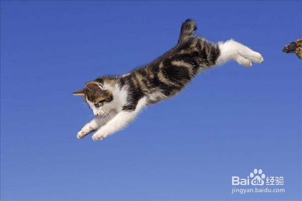 你不知道的，猫咪的自我保护能力