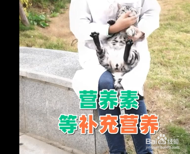 公猫绝育后应该如何科学防护?