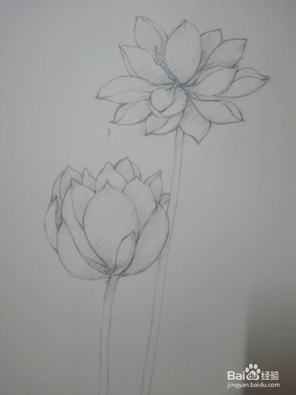 《荷花朵朵》铅笔手绘素描教程