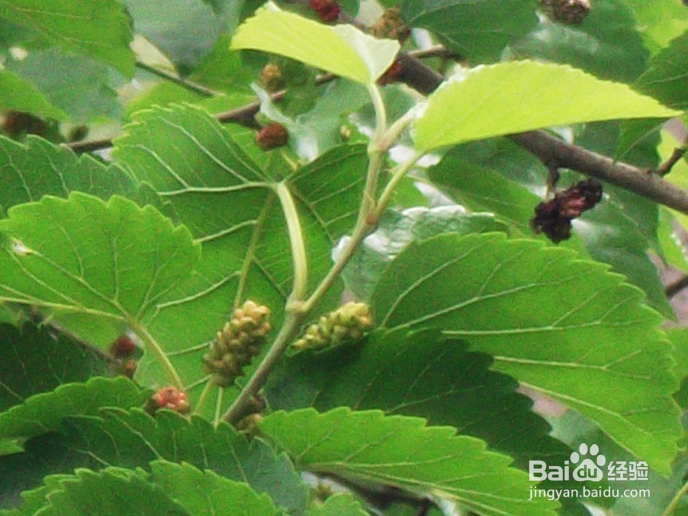 还在为脱发发愁吗，秃顶的福音来了！