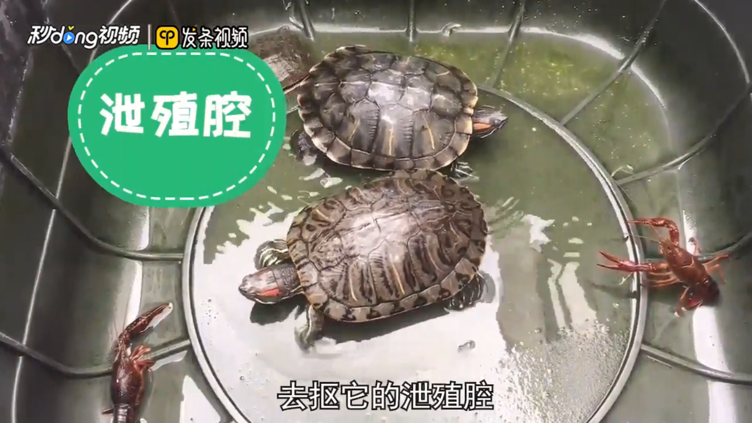 被乌龟咬住了手指怎么办