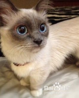 暹罗猫怎么看公母猫咪的健康繁殖方法 百度经验 暹罗猫怎么看公母猫咪的健康繁殖方法 百度经验