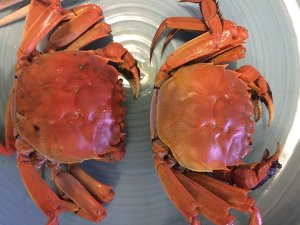 清蒸大闸蟹做法有那些步骤