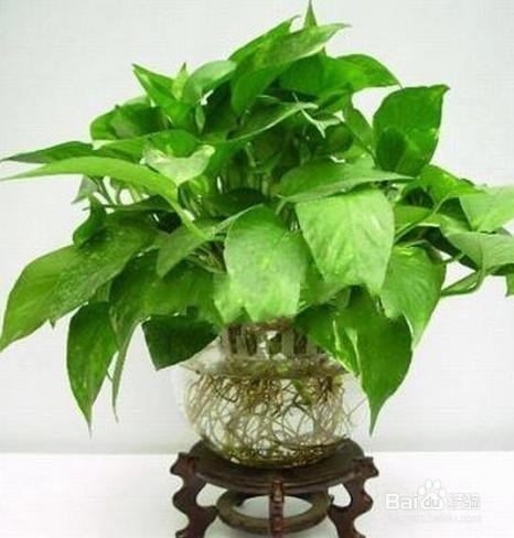 盆栽花卉的技巧，你知道多少？