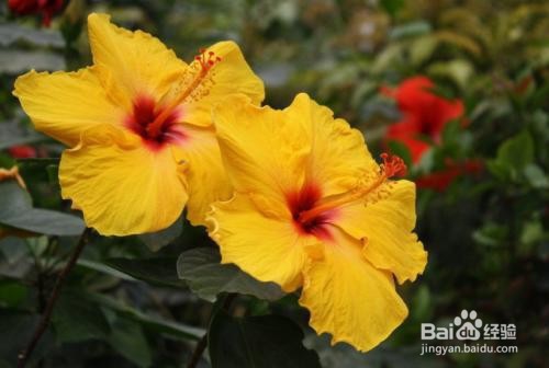 扶桑养殖方法和注意事项