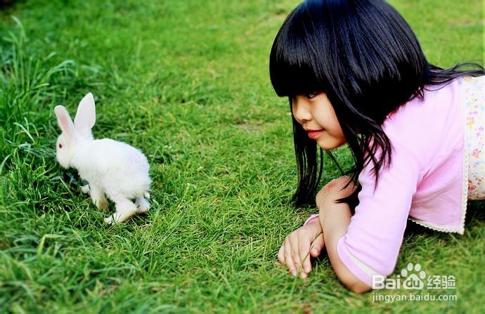 养活兔兔的条例之