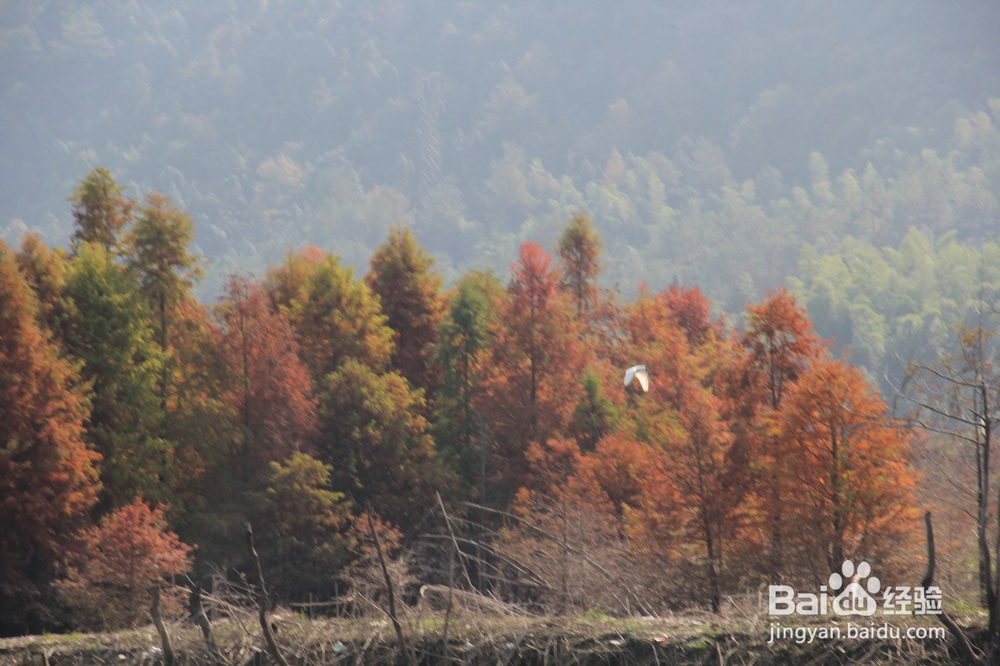 皖南川藏线、国道S218线路4天自驾游