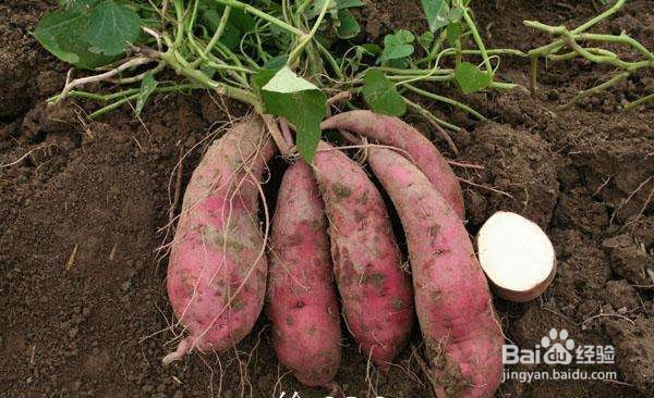 吃红薯有什么注意事项?