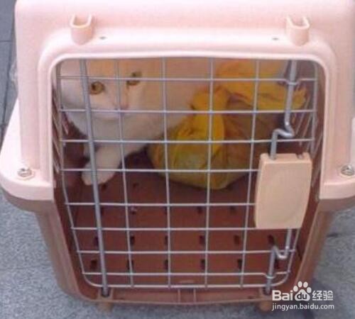 宠物猫如何托运