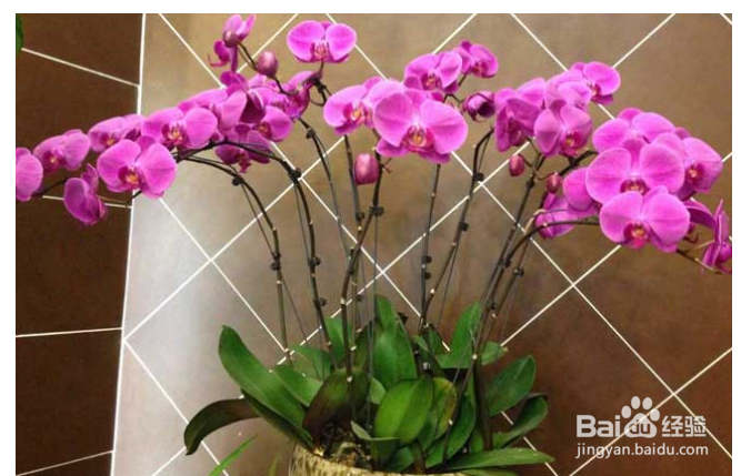 蝴蝶兰茎变黄该如何解决