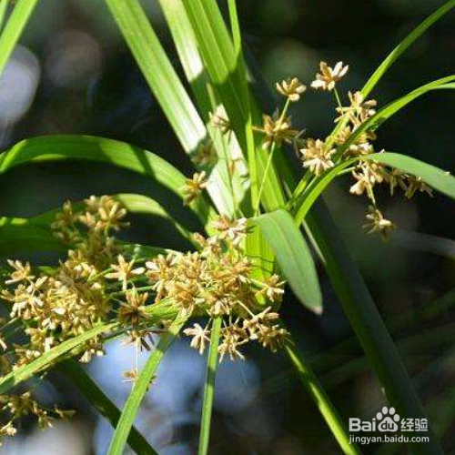 伞草的培育方法和注意事项