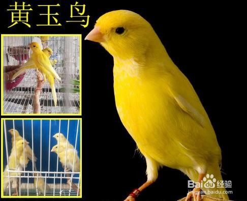黄玉鸟的饲养方法
