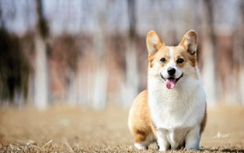 如何养柯基犬 饮食上尤为重要