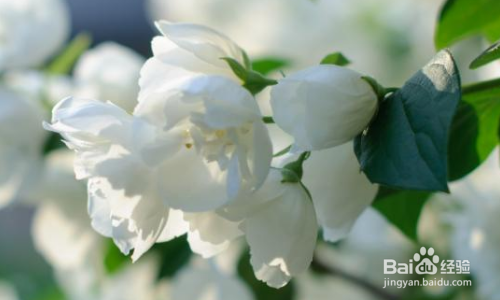 茉莉花冬天怎么养才能安全过冬?