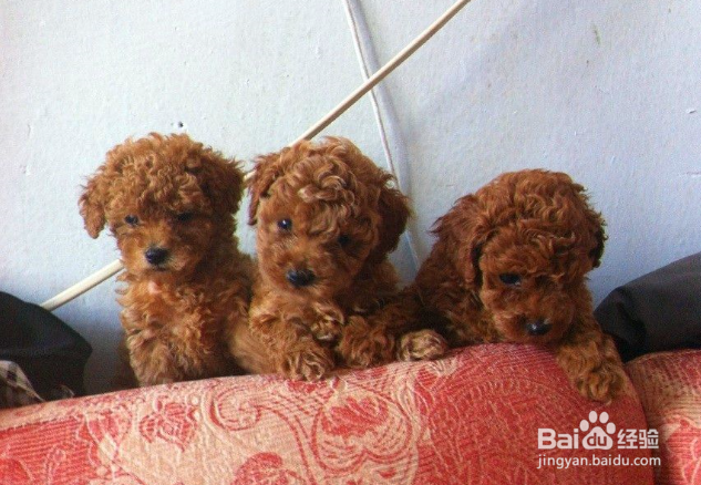 比熊和泰迪的区别