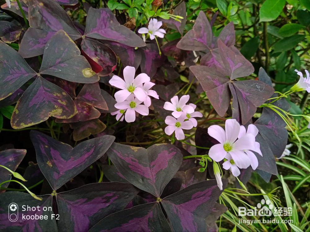 9600万成像，裸眼3D畅快玩，酷比F2全面评测