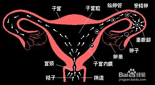 输卵管粘连的症状