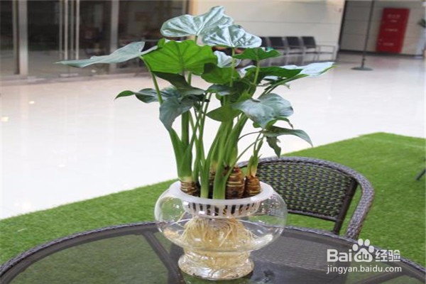 滴水观音的养殖方法和注意事项有哪些？