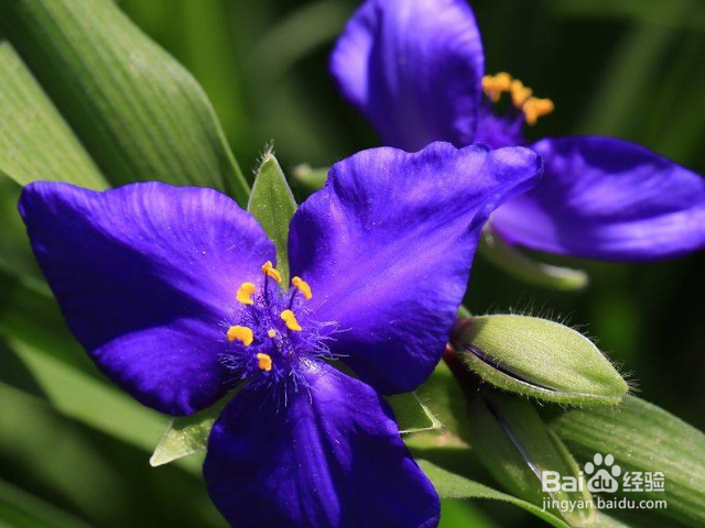 怎么是紫露草花繁叶茂？
