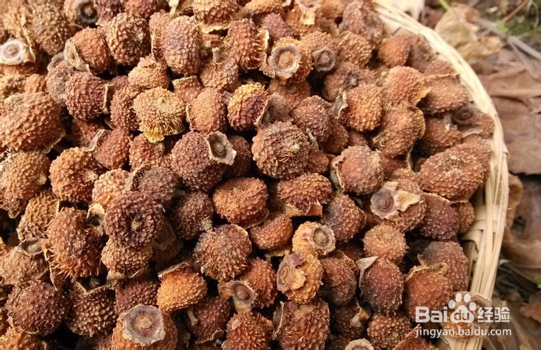 如何提高植物抗灰霉能力