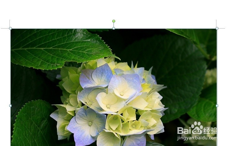 Word如何裁剪照片