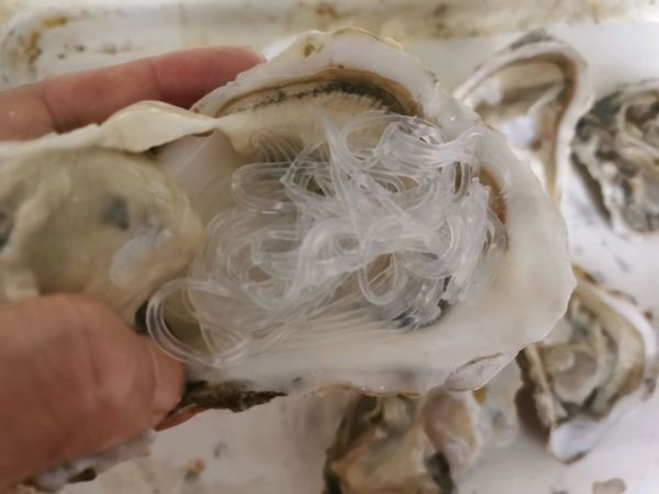 蒜蓉粉丝烤生蚝