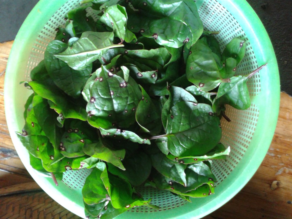 藤菜蛋汤这样做才美味