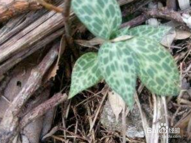 金线莲和银线莲有哪些区别？