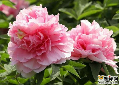 百花争艳春季赏花出行全攻略