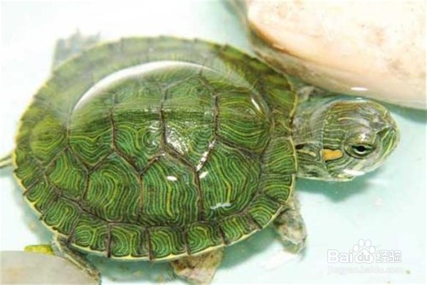 怎么养乌龟应该注意什么