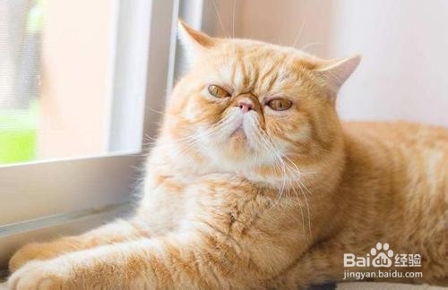 养加菲猫的注意事项