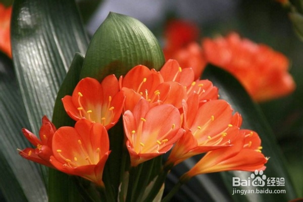 君子兰怎么养殖