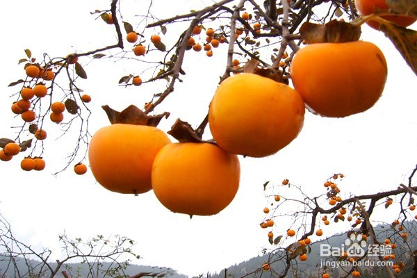 柿子惊人的秘密