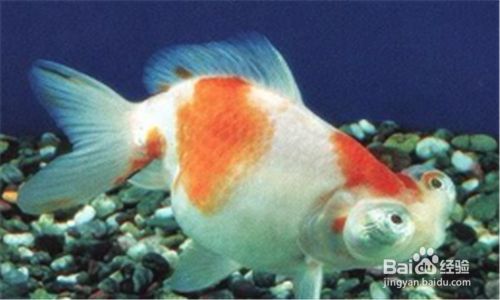 金鱼头上有一层白膜怎么办 百度经验