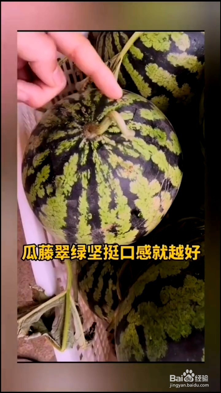 如何挑选西瓜