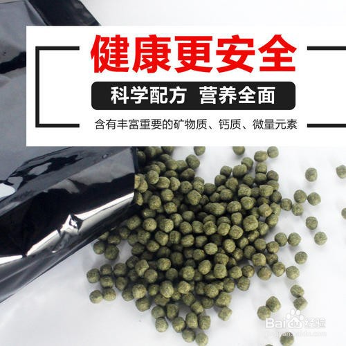 养小鱼不死的小窍门