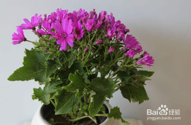 瓜叶菊怎样才能养好?