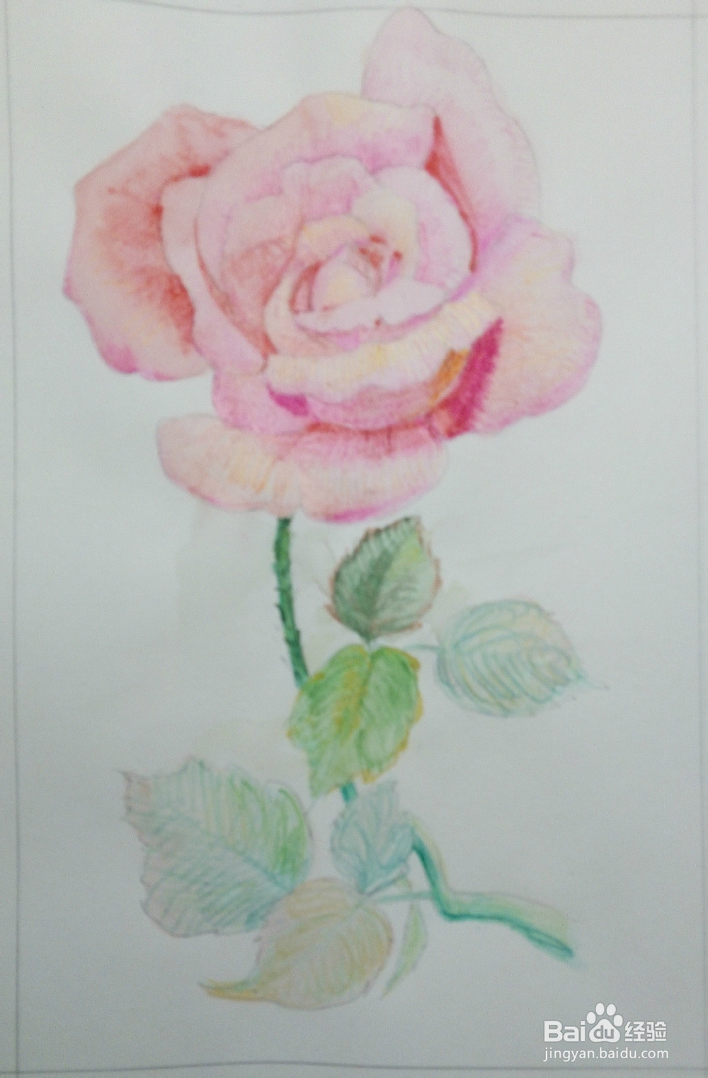 只能为你画一张小小的卡片——《一枝玫瑰》