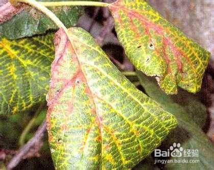 锰元素对植物生长的作用